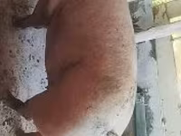 母猪, Pigs — 照片 1