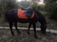 公马, Hucul pony — 照片 6