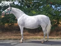 Mare, Lipizzaner — photo 1