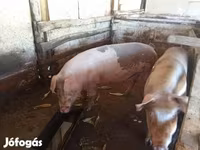 母猪, Pigs — 照片 4