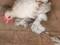 Chickens — 写真 5