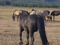 Pastuv, New Altai Horse — fotografija 3