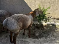 Baran, Owce — zdjęcie 2