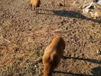 Oveja, Cameroon sheep — foto 3