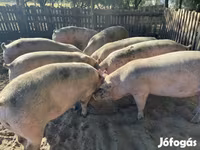 猪（批次，未指定性别）, Pigs — 照片 1