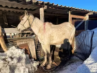 Égua, Kazakh horse — foto 4