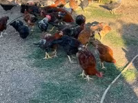 Chickens — fotografija 3