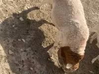 Bélier, Dorper sheep — photo 8