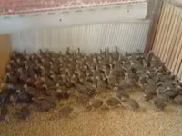 Guinea fowl — Foto 2
