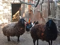 Ovca, Karabakh sheep — fotografija 4