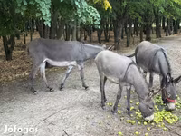 Yegua, Caballos — foto 5