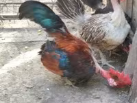 Chickens — 写真 5