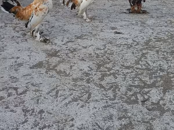 Japanski bantam