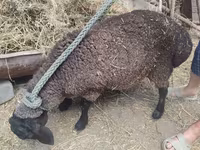 Ovca, Saryarka sheep — fotografija 2