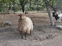 भेड़, Racka sheep — फ़ोटो 4