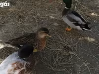 Ducks — fotografija 8