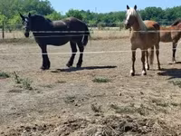 母马, Horses — 照片 8