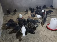 Turkeys — fotografija 6