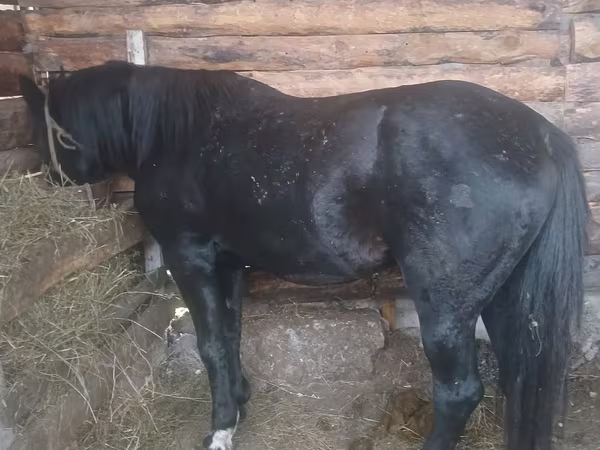 Koń, Konie