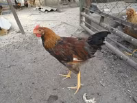 Chickens — zdjęcie 4