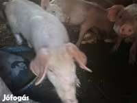 母猪, Pigs — 照片 1