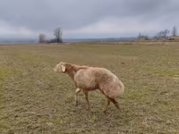 Carneiro, Arashan sheep — foto 1