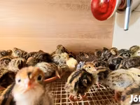 Quails — फ़ोटो 4