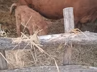 Vaca, Ganado vacuno — foto 4