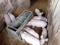 Säue, Schweine — Foto 7