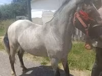 Cavalo, Cavalos — foto 2