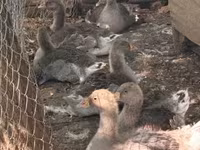 Geese — 照片 2