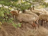 Brebis, Moutons — photo 5