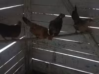 Chickens — photo 1