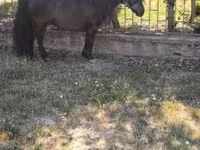 公马, Australian Pony — 照片 7