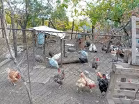 Guinea fowl — foto 3
