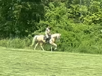 Pastuv, Racking Horse — fotografija 1