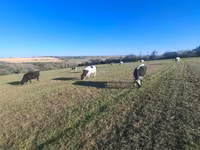 雌牛, Simmental cattle — 写真 1