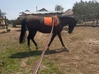 घोड़ी, Nonius horse — फ़ोटो 6