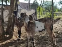 Cabra, Nubian Goat — foto 3