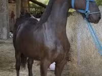 Caballo, Friesian — foto 2