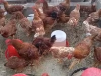 Chickens — fotografija 2