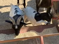 عنزة, Dutch Landrace goats — الصورة 5
