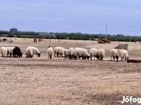 Widder, Racka sheep — Foto 1