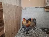Brahma — Foto 3