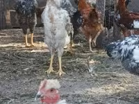 Chickens — zdjęcie 1