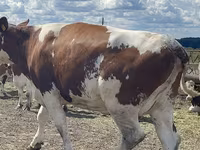 Vaca, Raça Holstein — foto 3