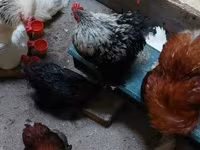 Pekinška bantam — fotografija 2