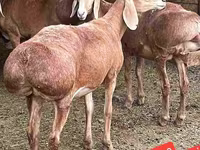 Ram, Sheep — photo 2