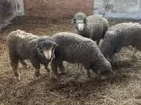 Qoʻchqor, Merino sheep — 2-rasm