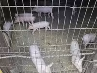 Świnie (partia, płeć nieokreślona) — zdjęcie 3